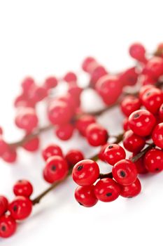 Winterberry Christmas branches with red holly berries