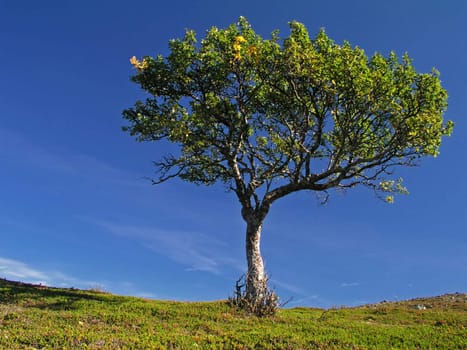 Lonely tree on mountain with blue sky 
