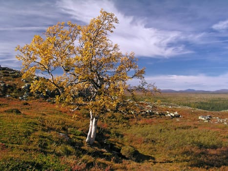 Colorful lonely tree on the mountain in autumn 
