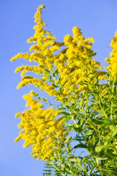 Blooming goldenrod plant on blue sky background