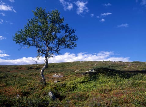Landscape with a lonely tree and blue sky