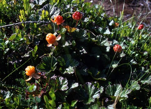Cloudberry in sunshine in the mountain