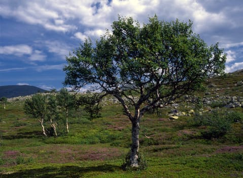 Big tree on green field with blue sky 
