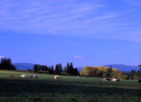 Beautiful Green Meadow with cows and blue sky
