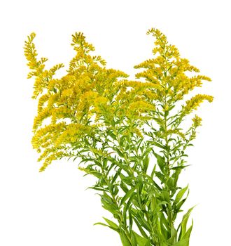 Blooming goldenrod plant isolated on white background