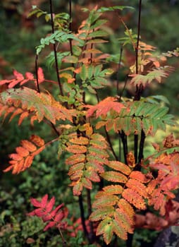 Colorful leaves of rowan in mountain