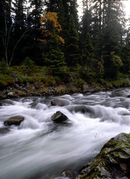 Flowing river in forest