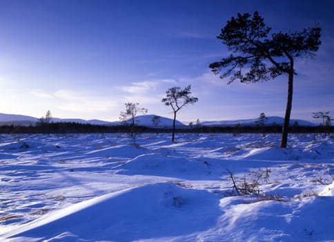 Beautiful snow scene with sunshine in forest
