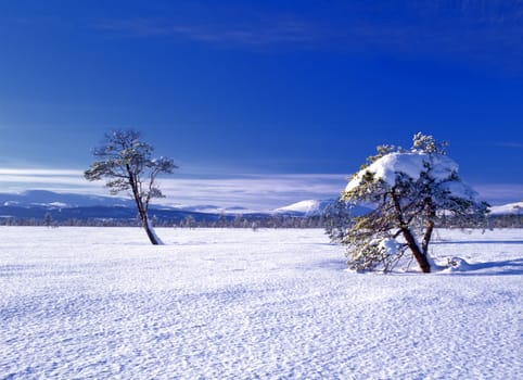 Beautiful winter landscape with snowy trees and blue sky