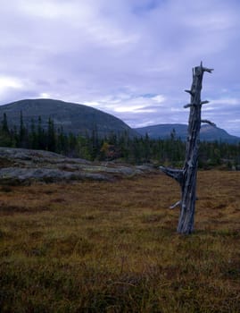 Wild landscape of mountain with a dry tree
