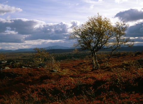 Lonely trees in the field with blue and cloudy sky