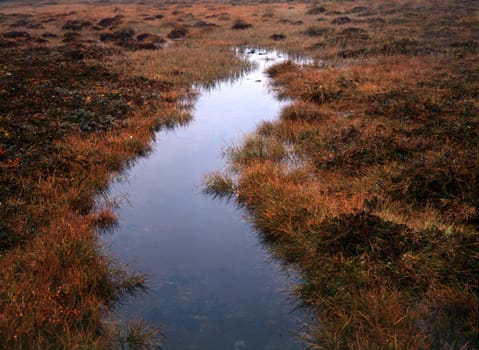 Colorful marsh/swarm in autumn of mountain