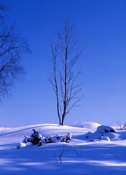 Beautiful winter landscape of a dry tree with snow and blue sky