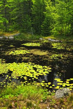 Lily pads and water lilies on lake surface in Northern Ontario wilderness