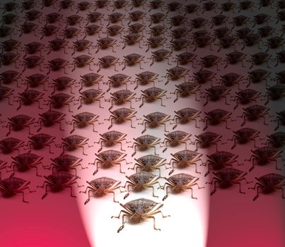 Large crowd of Brown Marmorated Stink Bug or Shield Bug spot lit with white beam against red background