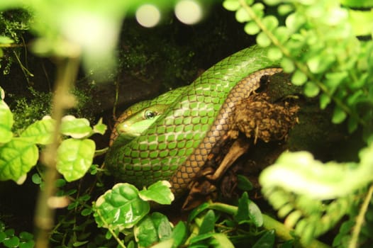 Green snake in tree.