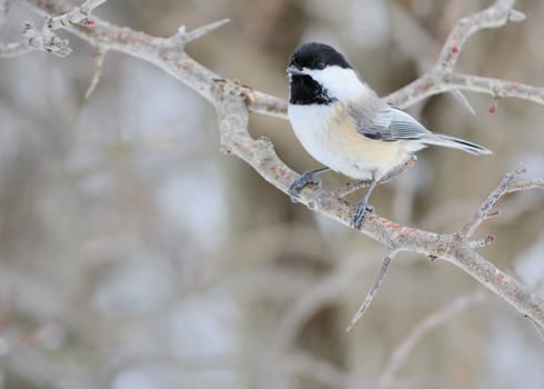 A black-capped chickadee perched on a tree branch.