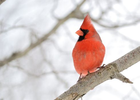 A male cardinal perched on a tree branch.