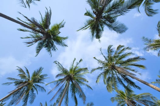 Looking up at coconut palms over blue sky