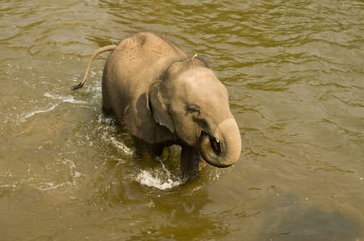 Cute young asian elephant near Chiang Mai, Thailand