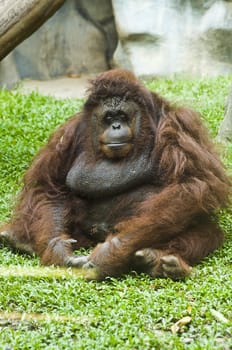 Relaxed orangutan sitting on grass. Zoo in Bankgkok, Thailand.