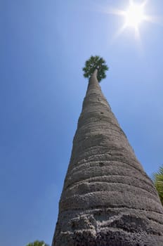 Very tall palm over blue sunny sky