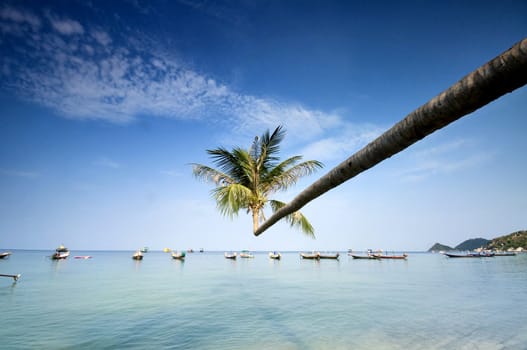 palm and longtail boats on tropical beach. Ko Tao island, Thailand