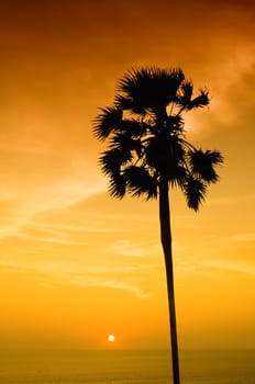 Sunset with palm. Ko Pukhet island, Thailand