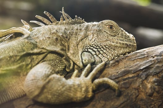 Reptile lying on tree. Focus on eye.