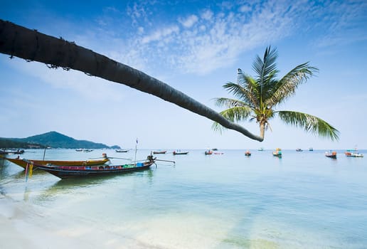 palm and longtail boats on tropical beach. Ko Tao island, Thailand