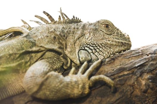 Reptile lying on tree isolated on white