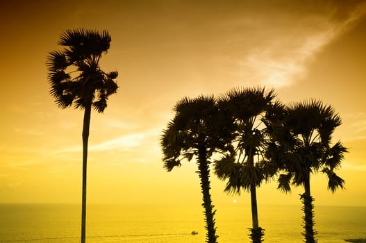 Sunset with palm. Ko Pukhet island, Thailand