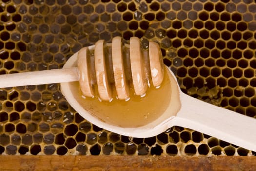 Beautiful yellow patch of healthy and tasty honey