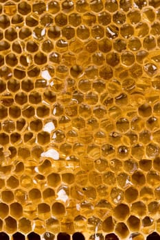 Beautiful yellow patch of  honey