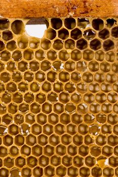 Beautiful yellow patch of  honey