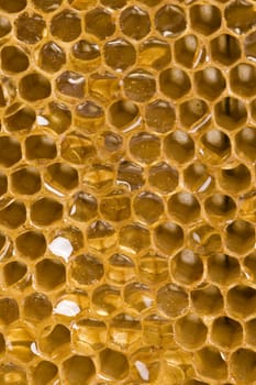 Beautiful yellow patch of  honey