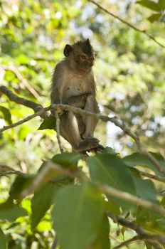 Wild adult macaque monkey portrait in Cambodia