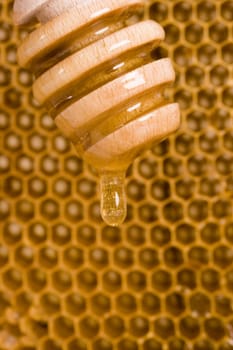 Beautiful yellow patch of  honey