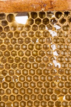 Beautiful yellow patch of  honey