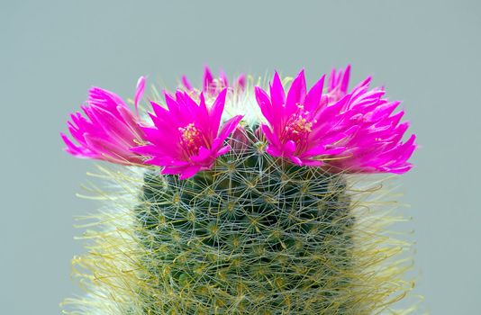 Cactus with blossoms on a dark background (Mammillaria).An image with shallow depth of field.