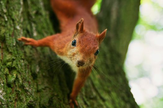 Red squirrel in the natural environment