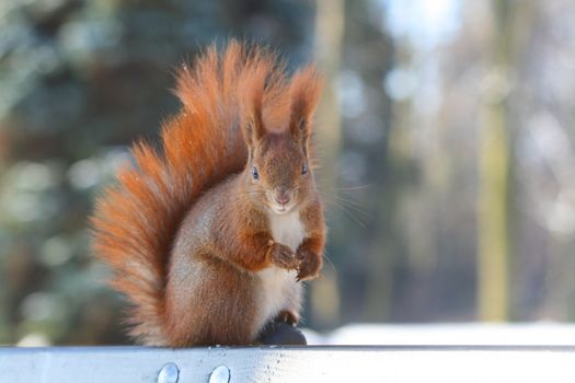 Red squirrel in the natural environment