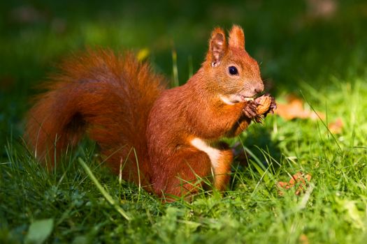 City park common red squirrel eating nut
