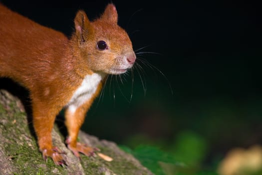 Curious young red squirrel looking at the camera