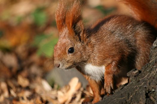 Red squirrel in the natural environment