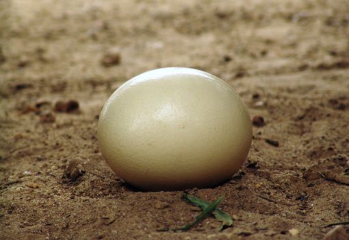 Ostrich egg on the ground of Farm in Tunisia, north africa