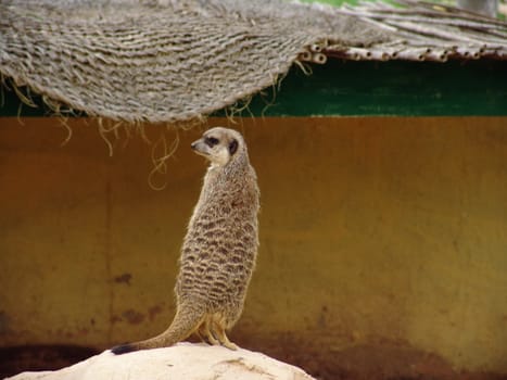 Suricata suricatta - meerkat standing on rock in tunisia, north africa