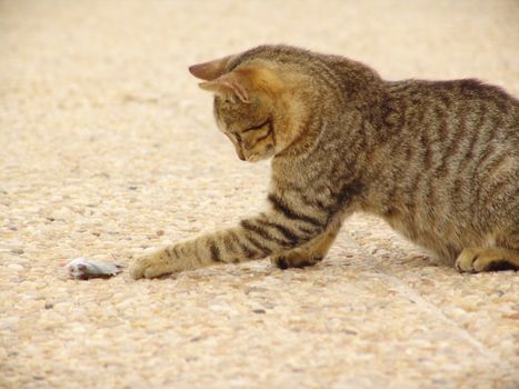 Young cute cat playing with fish in north africa.