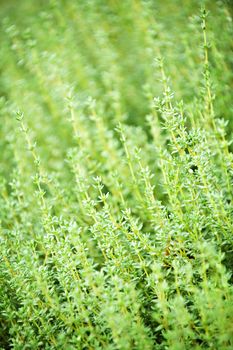 Fresh green thyme herbs growing in garden