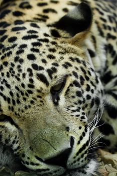 lying Snow Leopard Irbis (Panthera uncia)